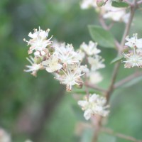 Lawsonia inermis L.